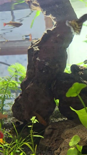 #aquarium #aquascape #terrarium #fish #aquariumfish #knowledge #new #trending #viral #animals