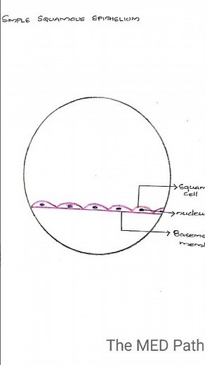 epithelial cells labelled diagram & examples.#squamousepithelium #cuboidalcell#columnarcell#anatomy