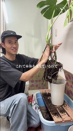 A Must-Watch for Monstera Owners! How to Fix Horizontal Growth with Repotting 🪴#Houseplants #Flor...