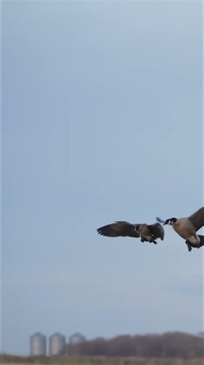 Epic Goose Hunt: Dog, Guns, and Limits! #shorts