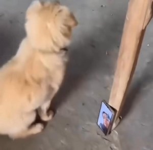 492K views · 10K reactions | How cute懶 | 홑홚홣홪홨 | Facebook