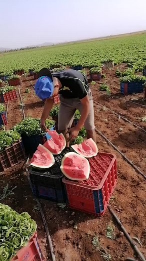 Watermelon Harvesting Techniques in Agriculture