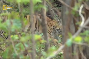 Bengal Tiger - Hindi Documentary #jungle #wildanimals #documentary #discovery #purenaturehdtv | Pure Nature HDTv