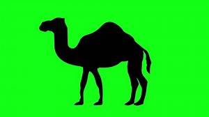 Black silhouette camel walking on the green background. seamles loop video animation. Concept of animal, wildlife, short video, film, cartoon, design element, cartoon looping