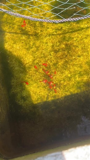 Koi red ear sps #guppy #koiredearshort