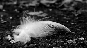 Feather, Down, Soft, Fluffy