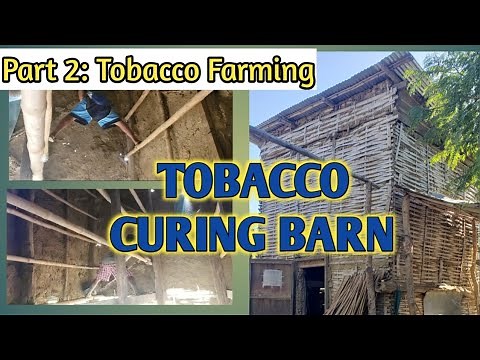 TOBACCO CURING BARN | TOBACCO FARMING