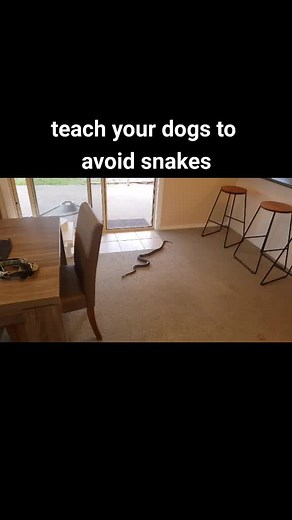 canine snake avoidance on TikTok