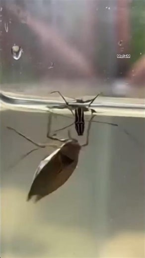 AMAZING VIDEO AND FIGHTING WITH EACH OTHER | #insect #funny #frog #viral #gregarious #wacky #shorts