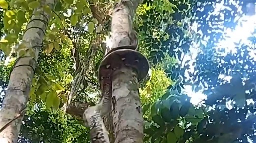 Python wraps itself around tree as it climbs to the top