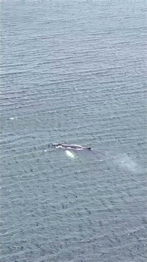 Humpback Whale Filmed by Drone in Penobscot Bay, Maine 🐋 #Shorts
