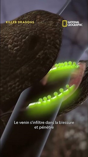 Le dragon komodo part à la chasse