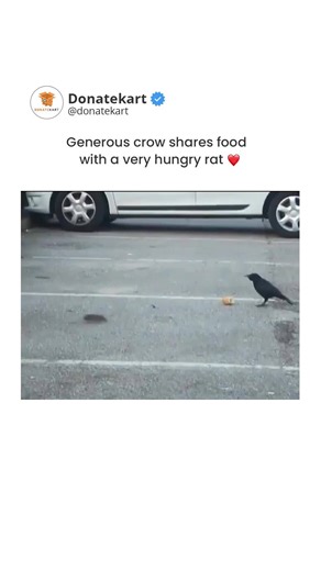 Unexpected Kindness: Watch as a Crow Shares Its Meal with a Hungry Rat 🐦🍽️🐀 #Generosity #Nature | Donatekart