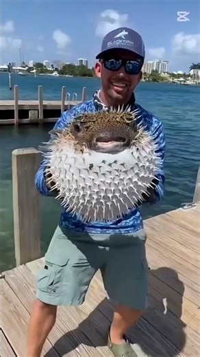 latter puffer fish #shorts