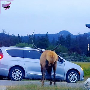 Aggressive Elk attacks | Xenia Tchoumitcheva