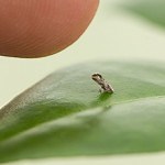 Citrus Greening - Citrus Alert