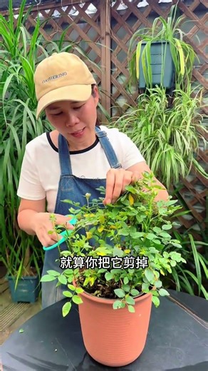 Decode the Rose's SOS: Master the Distress Signal