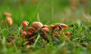 How to remove weeds and moss from lawns