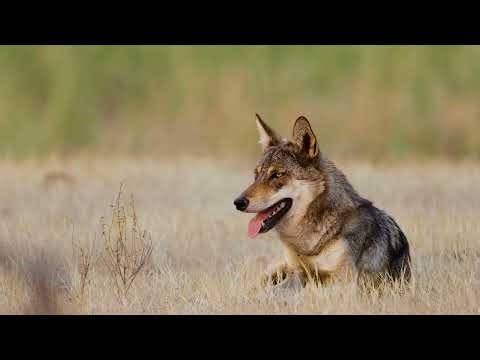 The Untold Story of the Indian Grey Wolf | Wildlife of India #indiangreywolf #greywolf