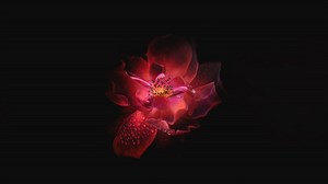 Root Chakra: Meaning, Affirmations & Healing Practices