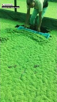 #azolla #farming #azollacultivation |