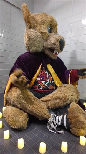 Can't a coyote finish his pregame ritual in peace?! 🔮 #PregameRitual #MullettMagic #HowlerCoyote #ArizonaCoyotes #NHL #NHLMascots