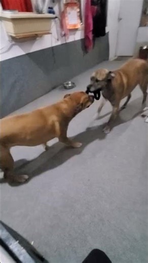 Tigger&Tiny Tug-a-war time.