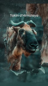🌍✨ le Takin : un animal étrange 🐐🏔️ Connaissez-vous le takin ? Cet animal, qui semble tout droit sorti d’une légende, est un véritable trésor de l’Himalaya ! 🏞️ À mi-chemin entre une chèvre, un bœuf et un gnou, il intrigue par son allure improbable et son histoire captivante. Voici tout ce que vous devez savoir sur ce curieux mammifère ! 👇 🐾 Qui est le takin ? Le takin (Budorcas taxicolor) est un ongulé robuste qui vit dans les forêts denses et les prairies alpines de l’Himalaya, au Bhouta