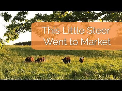 Grass-Fed Grain Finished Beef | Our Steers From Start to Finish