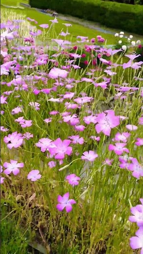 種から育てた草花🌱アグロステンマ🌱春に咲くコスモスの様 #草花 #ガーデンライフ