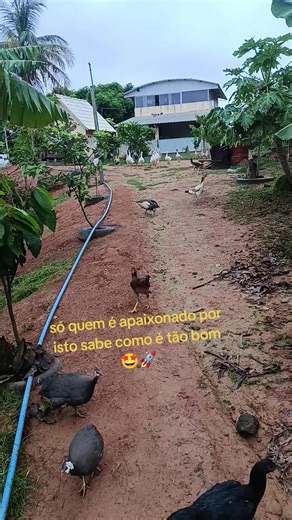 Os vídeos de Robson Monteiro (@robsonmonteiroofc) com som original - nordestino raiz🌵❤️🌾