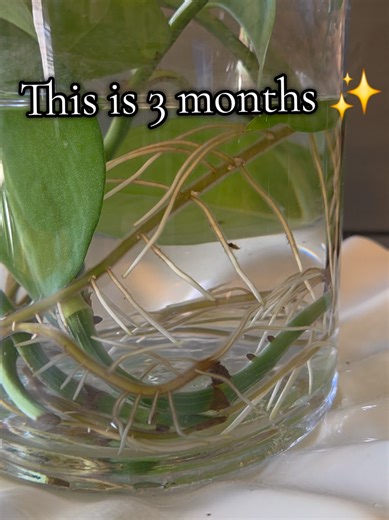 Easy Pothos Propagation Tips