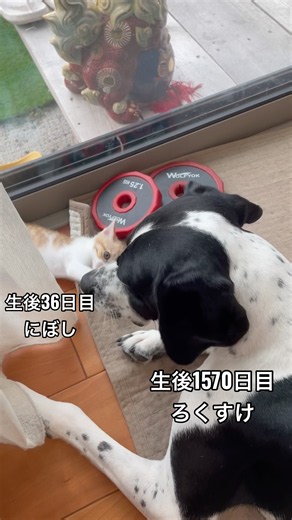 世界一優しい遊び🐕🐈 #犬 #cat #イングリッシュポインター