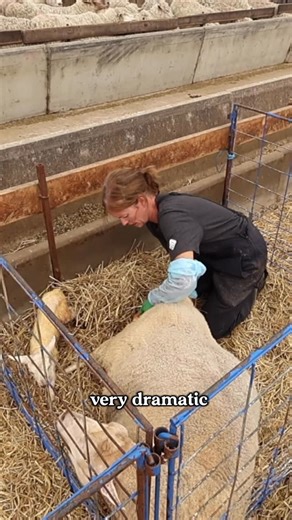 Sandi Brock - Sheepishly Me. on Instagram: "running interference.🏃🏻‍♀️🤰 #sheep #lambing #pregnancy #assistance #midwife #sheepishlyme"