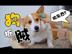 家里抓到狗贼一枚，狗：说清楚，我偷啥了？