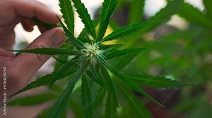 Cannabis plant moving the wind in sunlight. Hand touching green Marijuana THC flower leaf buds.