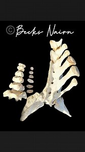 Sacrums! I have just uploaded a video to patreon exploring the sacrum of a foal and comparing the development to a 14 month old, a 3 year old and a mature horse. The horses body takes such an amazing journey of development as it grows. The more we are able to view these intimate parts of the horse the more respect we can have for their bodies. The full video is available on patreon and a short free clip. https://www.patreon.com/posts/looking-at-from-96026569?utm_medium=clipboard_copy&utm_source=