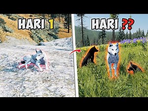 Gua Bertahan Hidup Dari Serigala TERLEMAH Sampai TERKUAT di Wolfquest Anniversary Edition