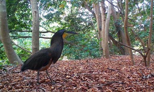 Costa Rica Wildlife: Meet the Bare-Throated Tiger Heron : The Tico Times | Costa Rica News | Travel | Real Estate