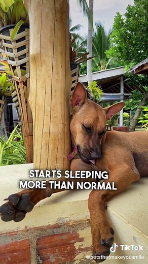 How do you know when a #dog is sad? #dogs