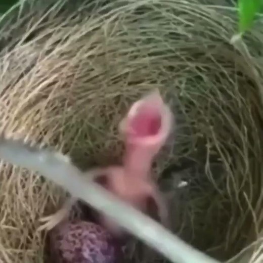 Screaming baby bird meme