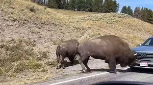 Bison headbutts car in Yellowstone National Park #animals #deer #buck #wildlife #grizzly #elk #moose #bison | Cpacify Maris