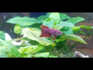 Top Fin Astonish 6 gallon corner aquarium review