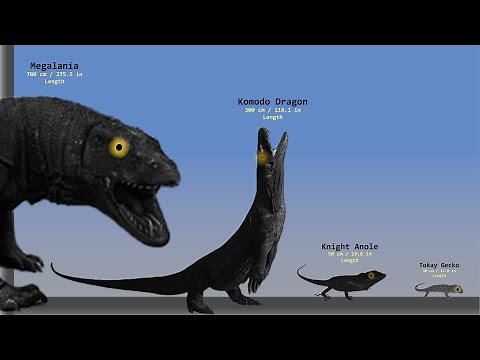 GIANT LIZARD Size Comparison 2D | Largest Komodo Dragon | Q Gray Comparison
