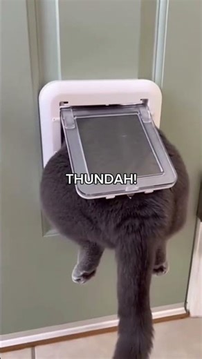 #cat #doors