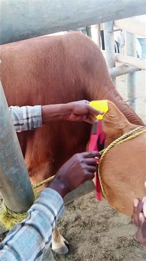 How to Apply Ear Tags to Cattle //Animal ID