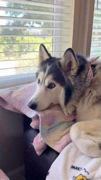 #funnyanimal #pets #dogs #shorts #cute #husky #fypシ