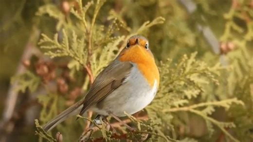 European robin spotted in Canada for the first time - The Weather Network