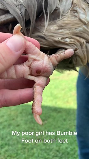 Bumble Foot Removal: Step-by-Step Healing Process for Chickens