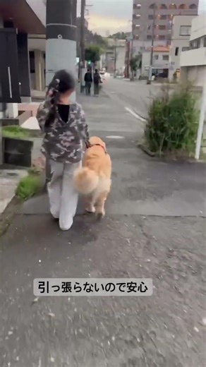 #shorts #ゴールデンレトリバー #ゴールデンレトリバー #大型犬のいる生活 #犬 #goldenretreiver #散歩 #愛犬